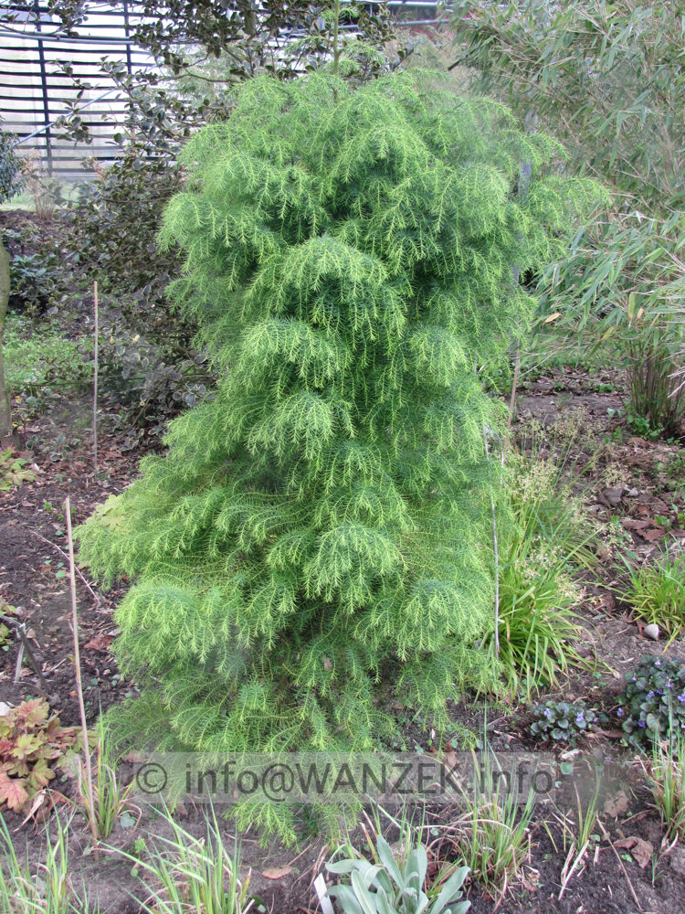 Cryptomeria japonica Elegans Viridis - Sol.JPG